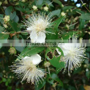 100% Pure Myrtle Oil, GMP / ISO thumbnail-1