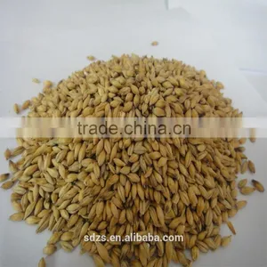 Australian Barley Can be Grow to Barley Grass thumbnail-1