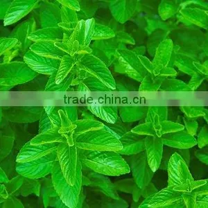 Spearmint Oil Katyani Exports) thumbnail-1
