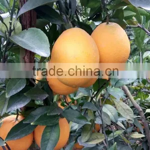 Fresh Gannan Navel Orange, Best Quality China Navel Orange thumbnail-3