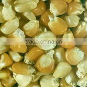 YELLOW MAIZE 100% HIGH QUALITY thumbnail-1