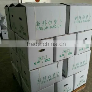 Mooli White Raddish Exporter thumbnail-2