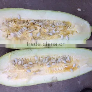 Shine Skin Pumpkin Seed of 2016 10mm,11mm,12mm thumbnail-1