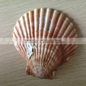 Raw Mother of Pearl Shells thumbnail-2