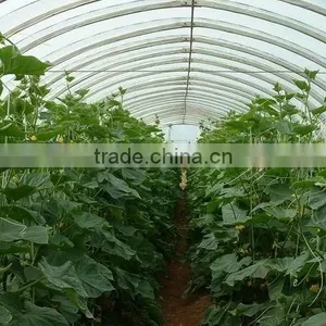 100mm Pvc Plastic Film Covered Tunnel Greenhouse For Private Agicultural Planting thumbnail-3