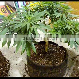 in Door Plant Pot thumbnail-3