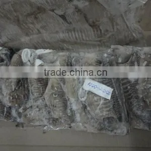 Frozen Cuttlefish thumbnail-1