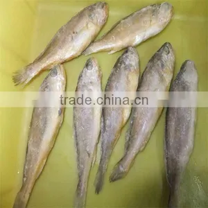 Iqf Raw Fish and Yellow Fish thumbnail-1