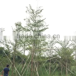 Terminalia Mantaly thumbnail-2