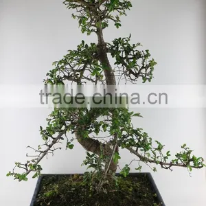 Zelkova 35cm Art thumbnail-1