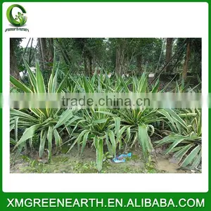 Agave Americana Variegata thumbnail-1