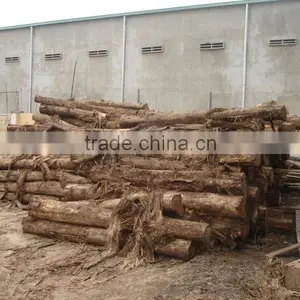 Eucalyptus Sawn Timber - Dried Timber - Low Price High Quality thumbnail-2