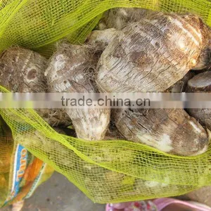 New Fresh Taro With Best Price thumbnail-1