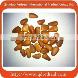 Pine Nut Kernel thumbnail-1
