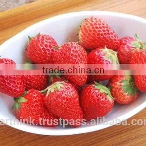 Japanese Very Popular Wagashi ENDO's 'Zero Calorie' Japanese-style Strawberry Jelly 88g thumbnail-6