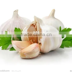 Fresh Normal Garlic thumbnail-1
