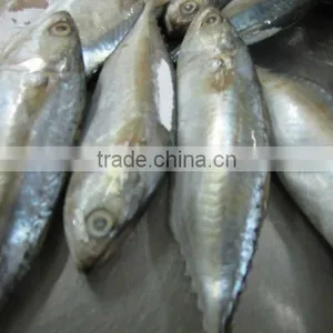Spanish Mackerel thumbnail-2
