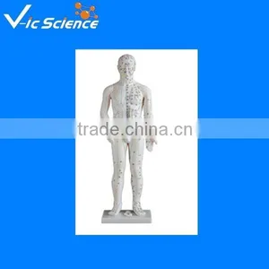 Human Acupuncture Model 100% Factory 70cm thumbnail-1