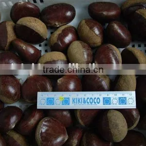 Chinese Fresh Chestnut in Shell With Sweet Taste Ons Ale thumbnail-4