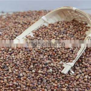 Red Sorghum With High Quality And Cooperate Price From China thumbnail-5