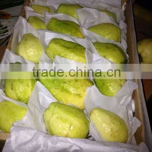 Fresh Guava for Exporting Best- Selling thumbnail-3