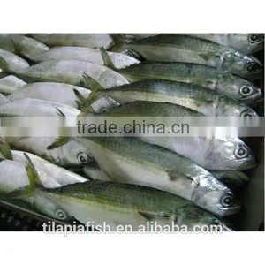 Frozen Mackerel for Bait thumbnail-1
