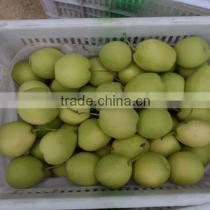 Fresh Shandong Pear thumbnail-1