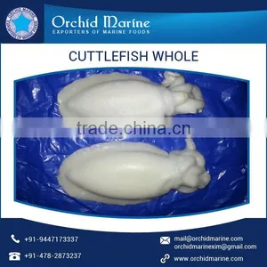 Cuttlefish Whole thumbnail-5