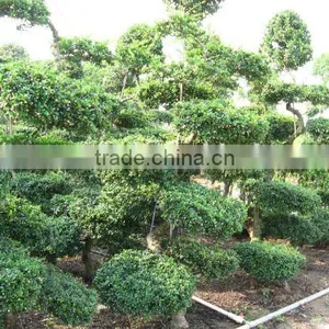 Carmona Microphylla Bosnai Nursery thumbnail-1