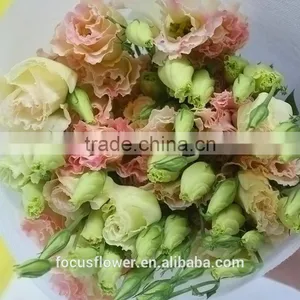 Fresh Cut Charming Champagne Eustoma Flowers With High Quality thumbnail-4