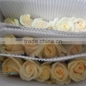 Rose Flower Seeds Roses Flowers Fresh Roses thumbnail-1