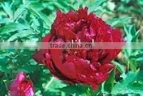 Tree Peony Plant Root Chun Hong Jiao Yan thumbnail-1