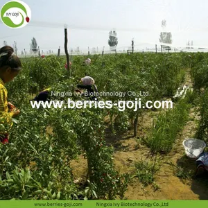 Factory Supply New Harvest Dried Goji Berries thumbnail-2