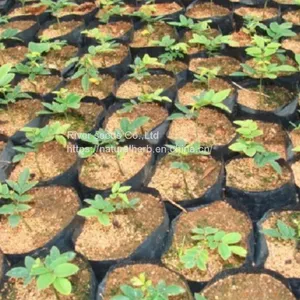 Chinese New Dried Mature Precious Tree 1000g Dalbergia Odorifera Seeds for Planting thumbnail-1