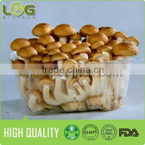 Fresh Brown Shimeji Mushroom(hot Sale) thumbnail-1