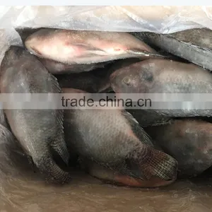 FROZEN TILAPIA W/R 500-800G GOOD PRICE to AFRICA thumbnail-1