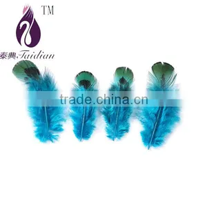 Blue Pheasant Feathers thumbnail-1