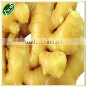 Providing in Large Quantity Hot Sale Fresh Ginger thumbnail-1