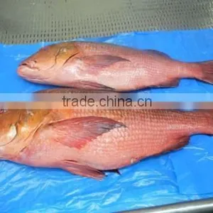 RED SNAPPER thumbnail-4