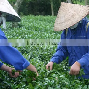 Viet Nam Famous Oolong Tea thumbnail-4