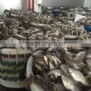 Fresh Leather Jacket 45-50pcs/kg thumbnail-6