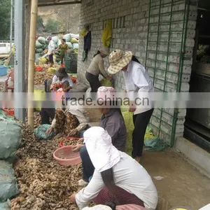 FRESH GINGER (website: Anda.ty) thumbnail-1
