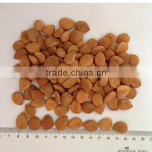 Best Price Common Bitter Apricot Kernel thumbnail-5