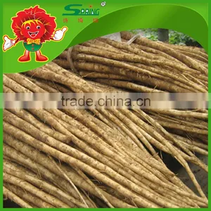 High Quality Chinese Fresh Burdock, Best Natural Burdock Root for Export thumbnail-4