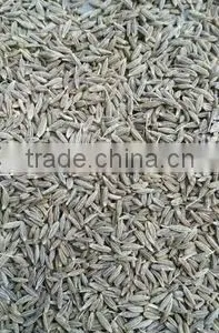 Cumin Seed Seed Good Usa Quality thumbnail-1