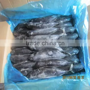 Whole Round Fresh Frozen Bonito Fish for Sale thumbnail-1