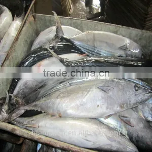 Good Price Frozen Bonito Tuna Whole Sale thumbnail-1