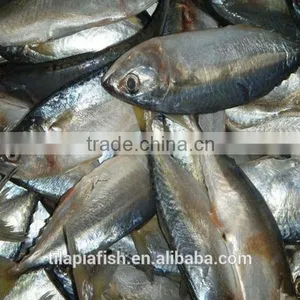 Good Fish for Indian Mackerel Importers thumbnail-1