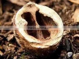 White Walnut Shell Extract/powder 4:1 thumbnail-1