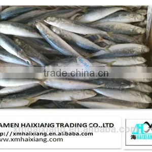Frozen Whole IQF Tilapia Fish Farms in China thumbnail-2